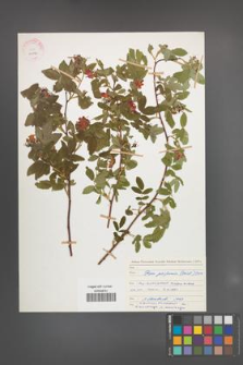 Rosa pisiformis [KOR 22744]