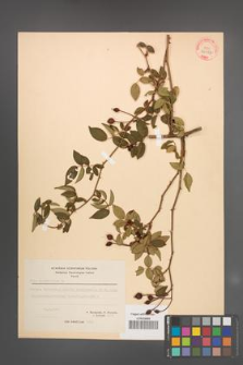 Rosa sempervirens [KOR 26956]