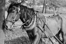 Harness