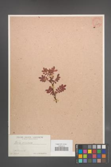 Rosa sericea [KOR 36350]