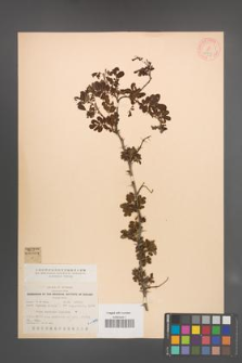 Rosa sericea [KOR 18354]