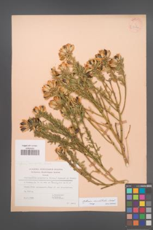 Cytisus orientalis [KOR 30116]