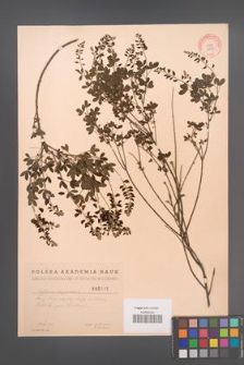 Cytisus nigricans [KOR 2543]