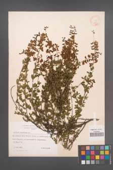 Cytisus nigricans [KOR 5319]