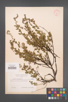 Cytisus nigricans [KOR 5930]