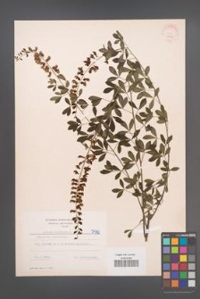 Cytisus nigricans [KOR 5490]