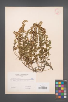 Cytisus nigricans [KOR 6024]