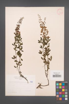 Cytisus nigricans [KOR 5320]