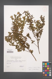 Cytisus villosus [KOR 32620]