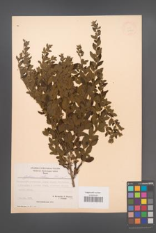 Cytisus villosus [KOR 21762]