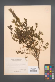 Cytisus villosus [KOR 21760]