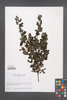 Cytisus villosus [KOR 51257]