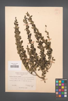 Cytisus villosus [KOR 55545]