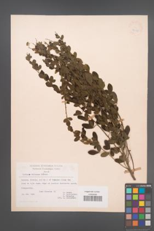 Cytisus villosus [KOR 21767]