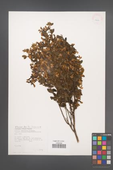 Cytisus villosus [KOR 25827]
