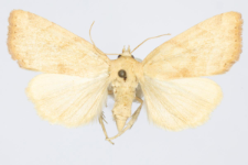 Cosmia trapezina