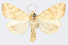 Cosmia trapezina