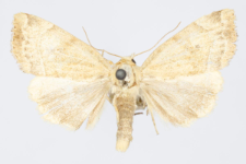 Cosmia trapezina