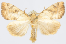 Cosmia trapezina