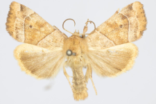 Cosmia trapezina