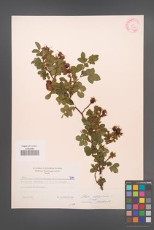 Rosa rubiginosa [KOR 7111]