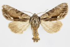 Hyppa rectilinea