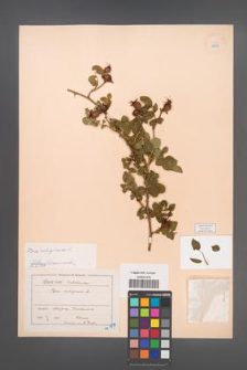 Rosa rubiginosa [KOR 18355]