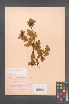 Rosa rubiginosa [KOR 18306]