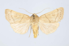 Mesogona acetosellae