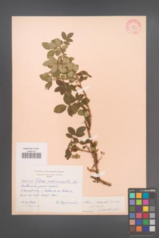 Rosa sherardii [KOR 10163]