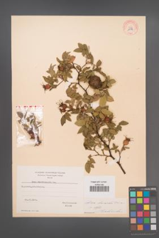 Rosa sherardii [KOR 10397]
