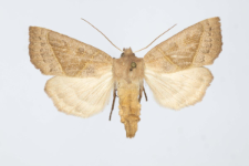 Mesogona oxalina