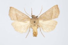 Mesogona oxalina