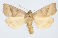 Mesogona oxalina