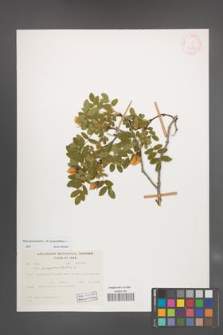 Rosa spinosissima [KOR 31887]