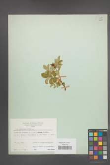 Rosa spinosissima [KOR 18231]