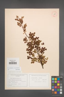 Rosa spinosissima [KOR 18230]