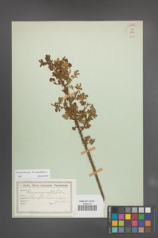 Rosa spinosissima [KOR 18225]