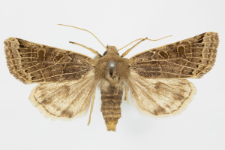 Agrochola lunosa