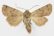 Agrochola ruticilla