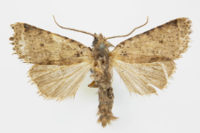 Agrochola ruticilla