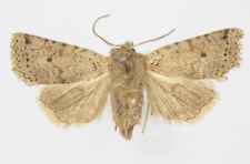 Agrochola ruticilla