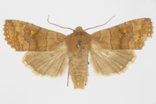 Eupsilia transversa