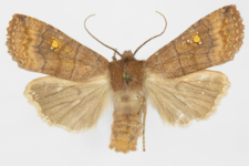 Eupsilia transversa