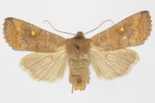 Eupsilia transversa