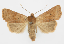 Agrochola ruticilla