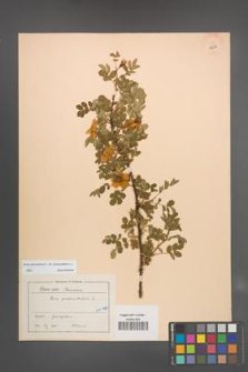 Rosa spinosissima [KOR 18232]