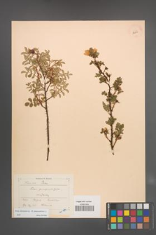 Rosa spinosissima [KOR 18252]