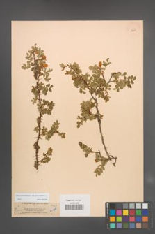 Rosa spinosissima [KOR 18240]