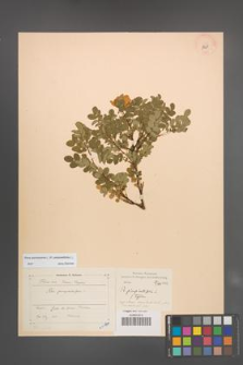 Rosa spinosissima [KOR 18251]